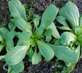 A Grosse Graine De Hollande