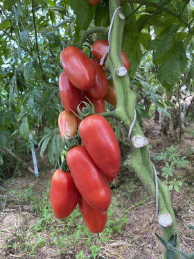 Andine Cornue, ekofrö