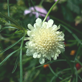 Jättevädd, ekofrö