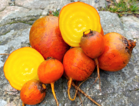 Wintersonne, ekofrö